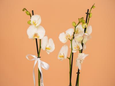 2 Stems White Orchid Pot